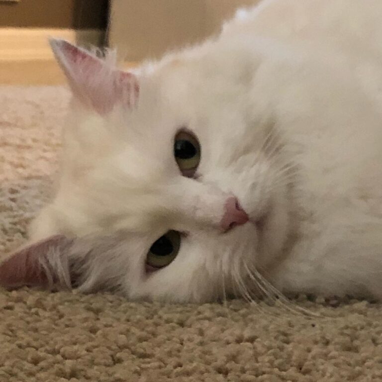 These hoomans are home ALL the time! This queen needs her space back