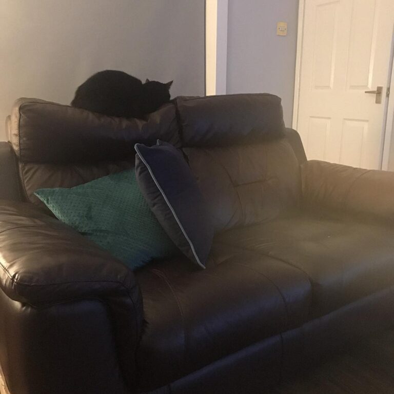 This bloody cat!!! New sofa and he takes up residence on the back of
