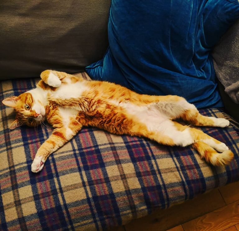 This boy is loving have the house back to himself (without his