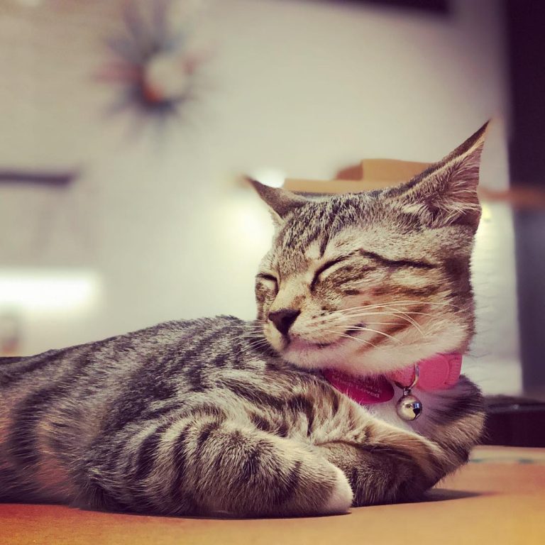 This cat inspires naps. I need to get more done.