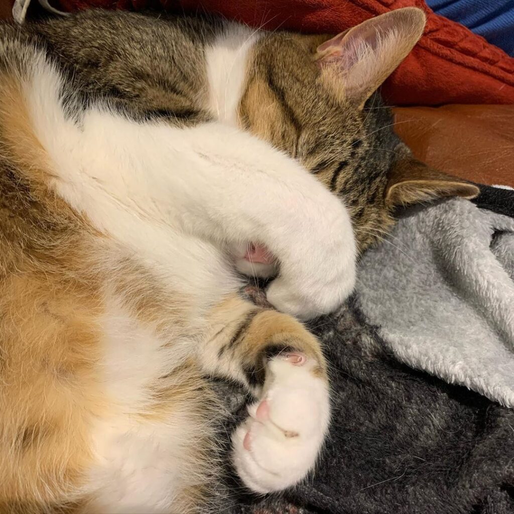 This cat is adorable when he sleeps.