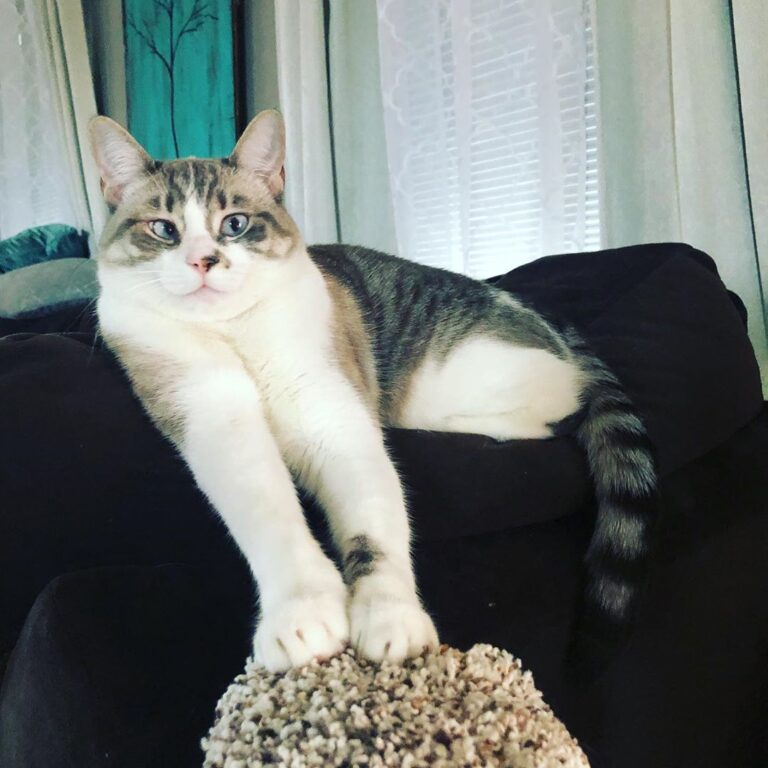 This is how we do caturday! Love our babies!
