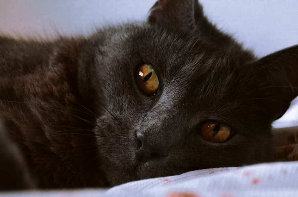 Those eyes