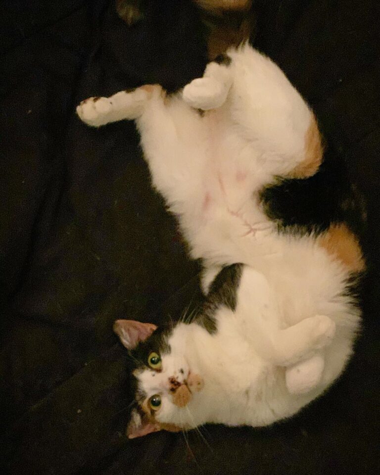 Cute Cat Moment