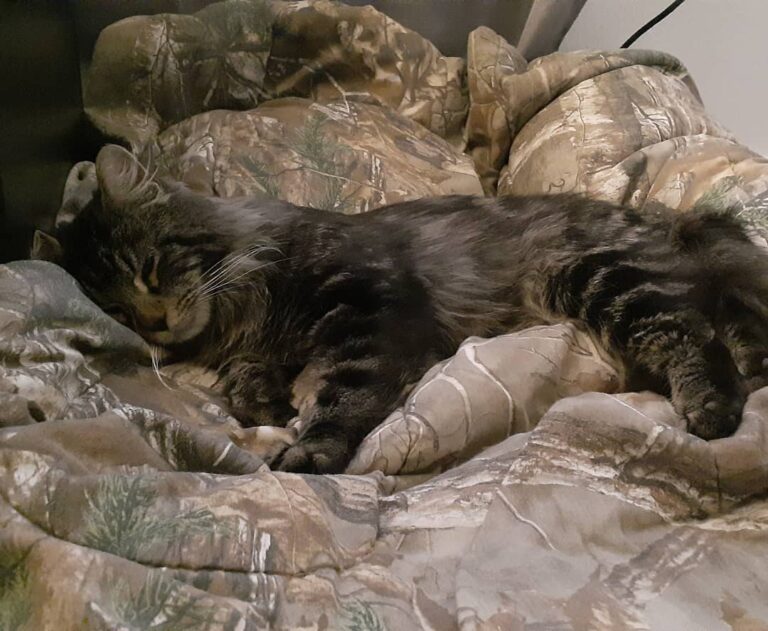 Update! Dusty is back home and doing ok. He still may need hip
