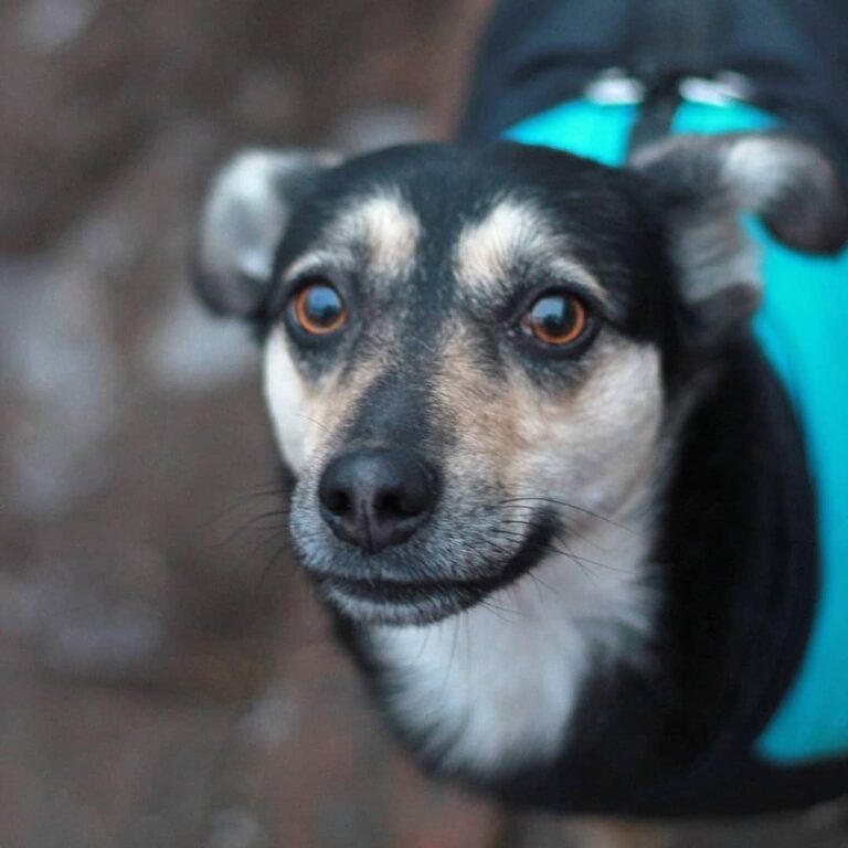Vjuga is such an adorable dog! Her eyes are full of kindness. She is