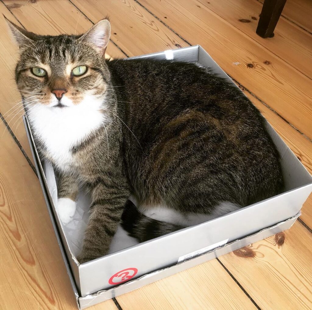 Welche Katze liebt keine Boxen oder Schuhkartons? .cat