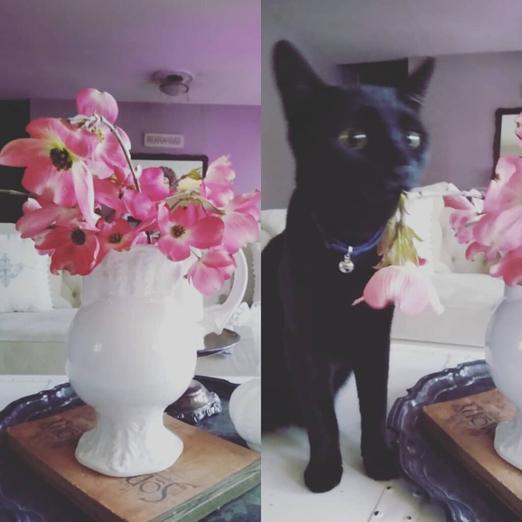 Welppp.. I thought it’d be nice to bring some flowers in from my