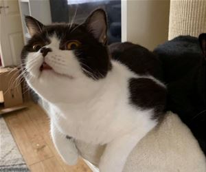 FunnyCatSite