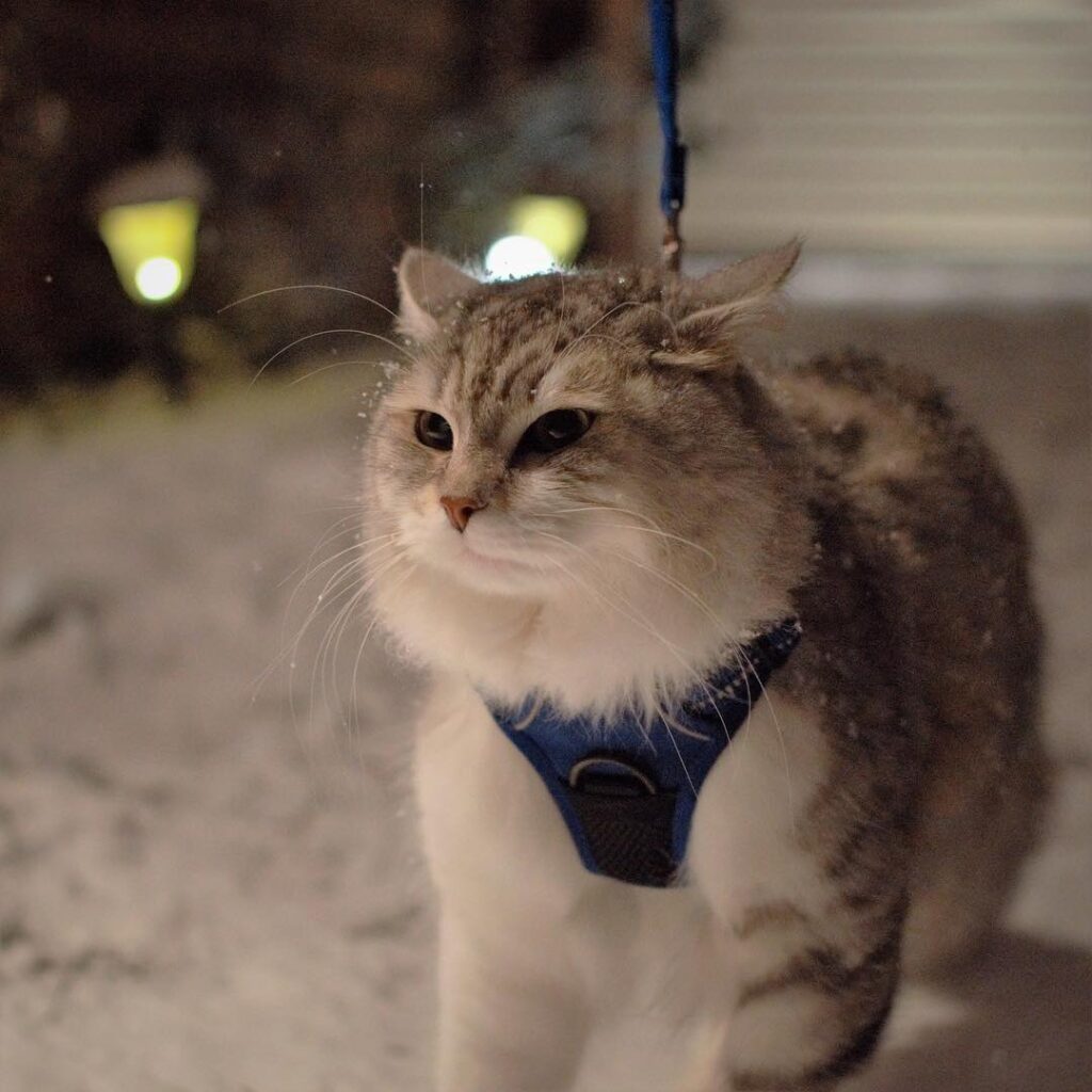 Why do you have to drag me from the warm cozy house to take pictures