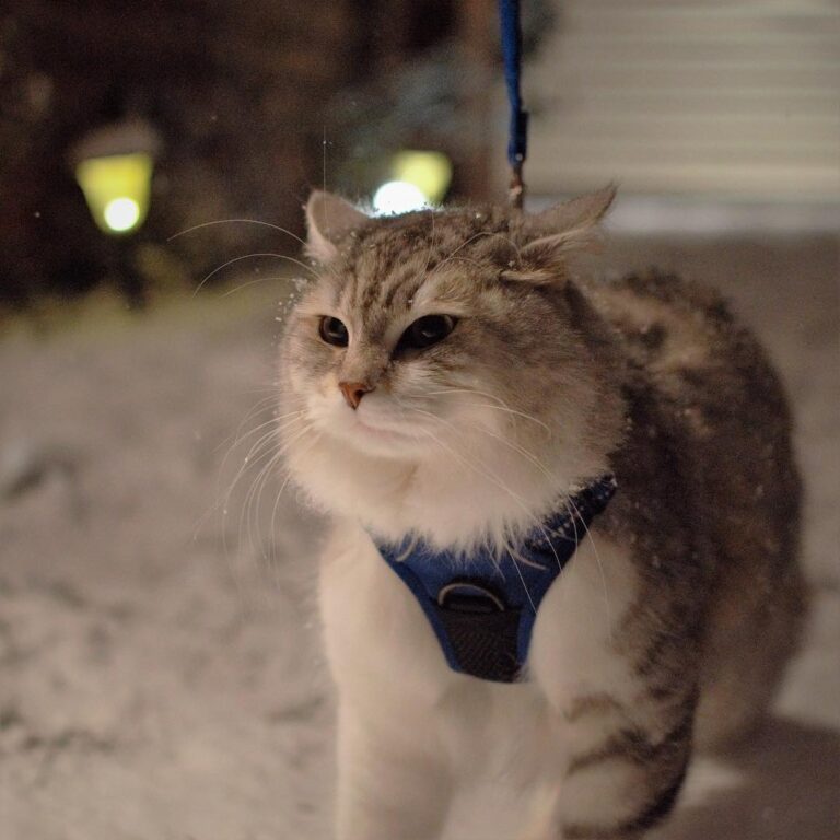 Why do you have to drag me from the warm cozy house to take pictures