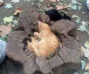 FunnyCatSite