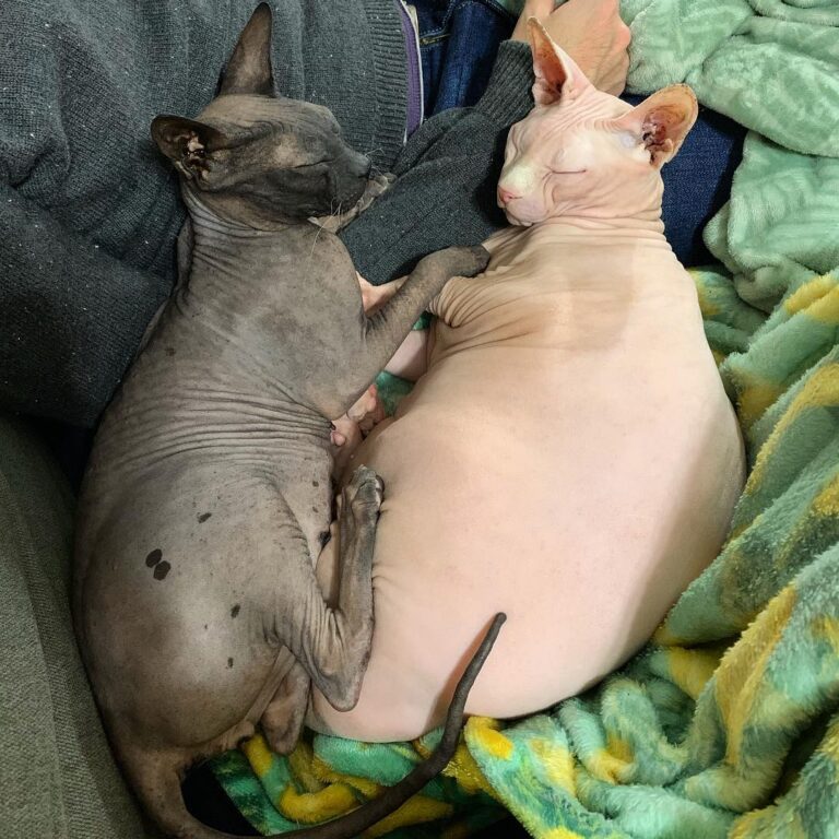 Yin and Yang #