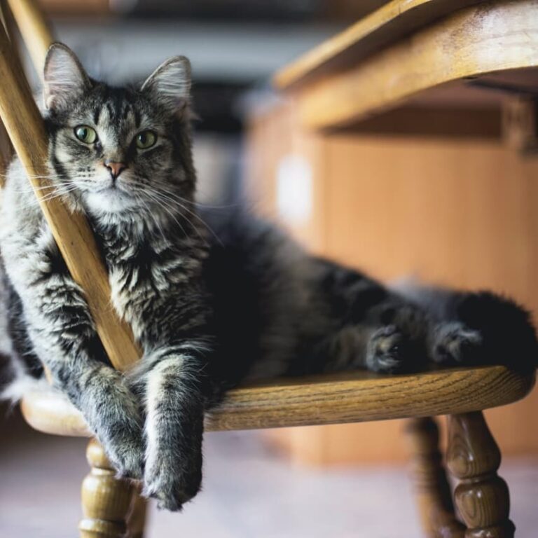 Cute Cat Moment