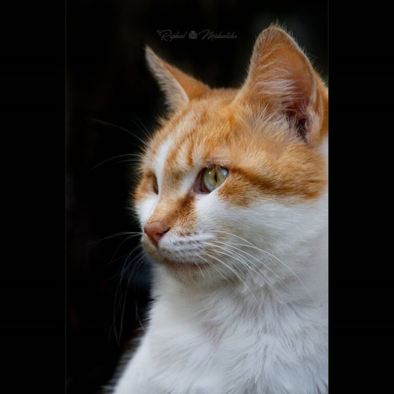 Cute Cat Moment
