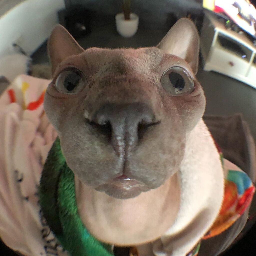 Is back Did ya miss me-ow? . . #