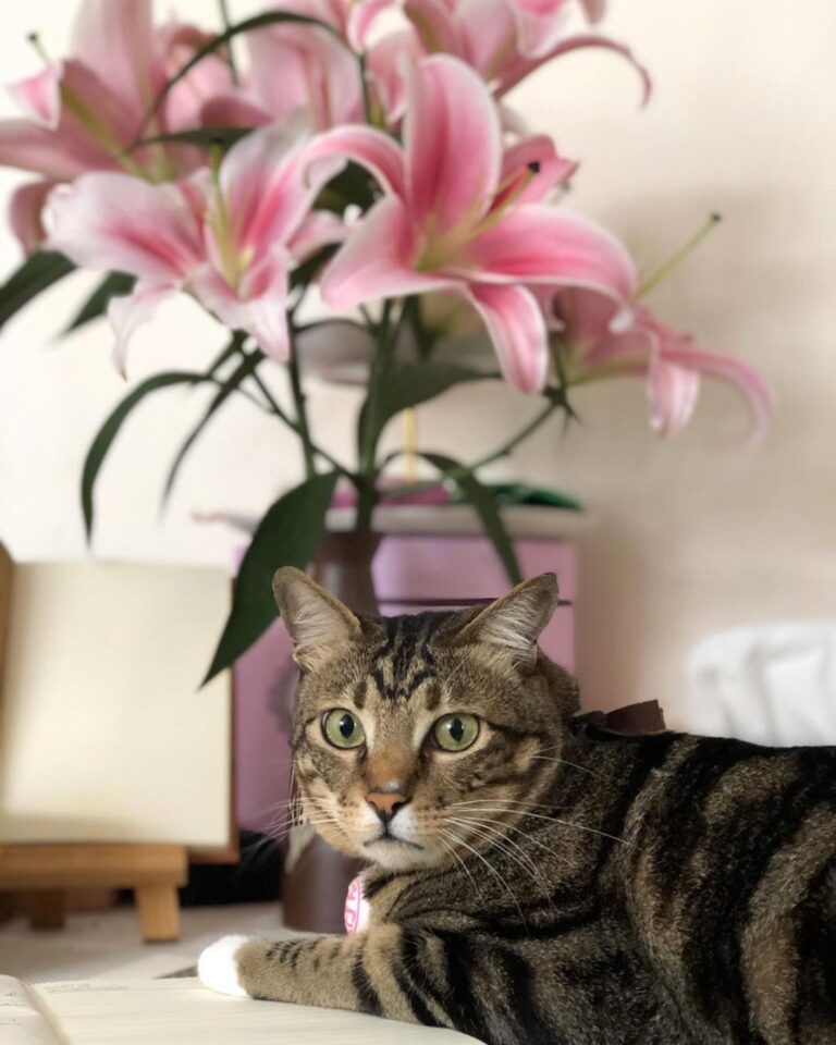 懵懵 Occupying the table is a way of asking for food