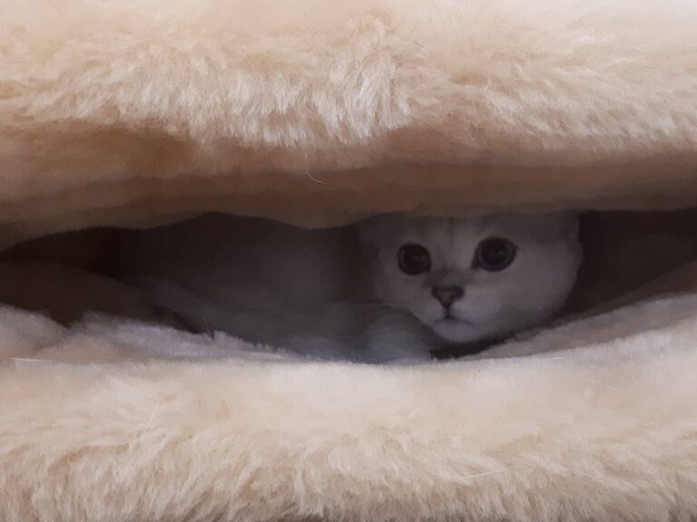 Тепло и уютно в норе. Кошечка оценила. #серебристаяшиншилла