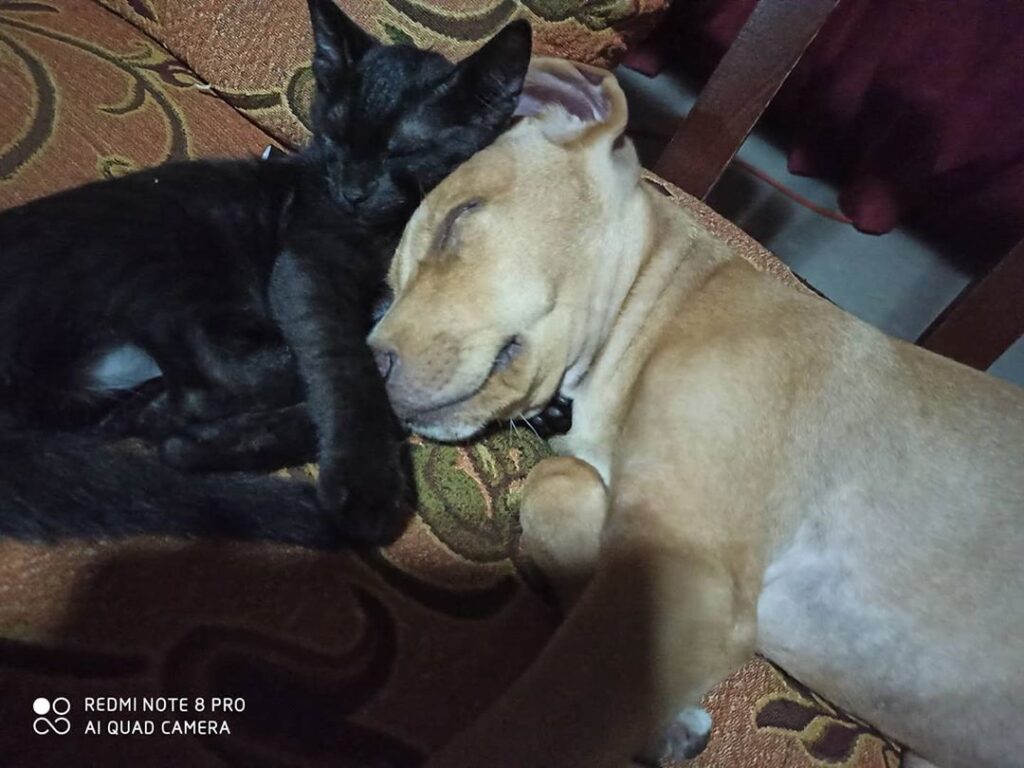 Amigos fieles Una pareja dispareja