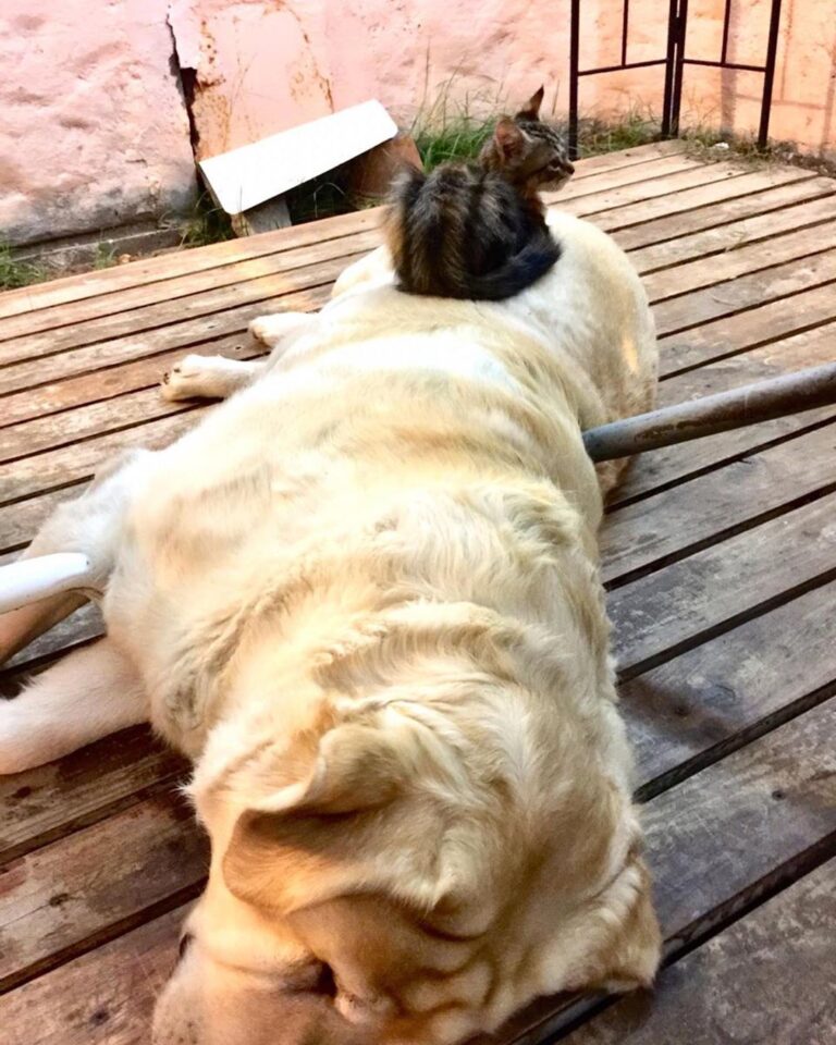 Aquí casual junto a mi hermano labrador, el Donato Fabricio (tiene