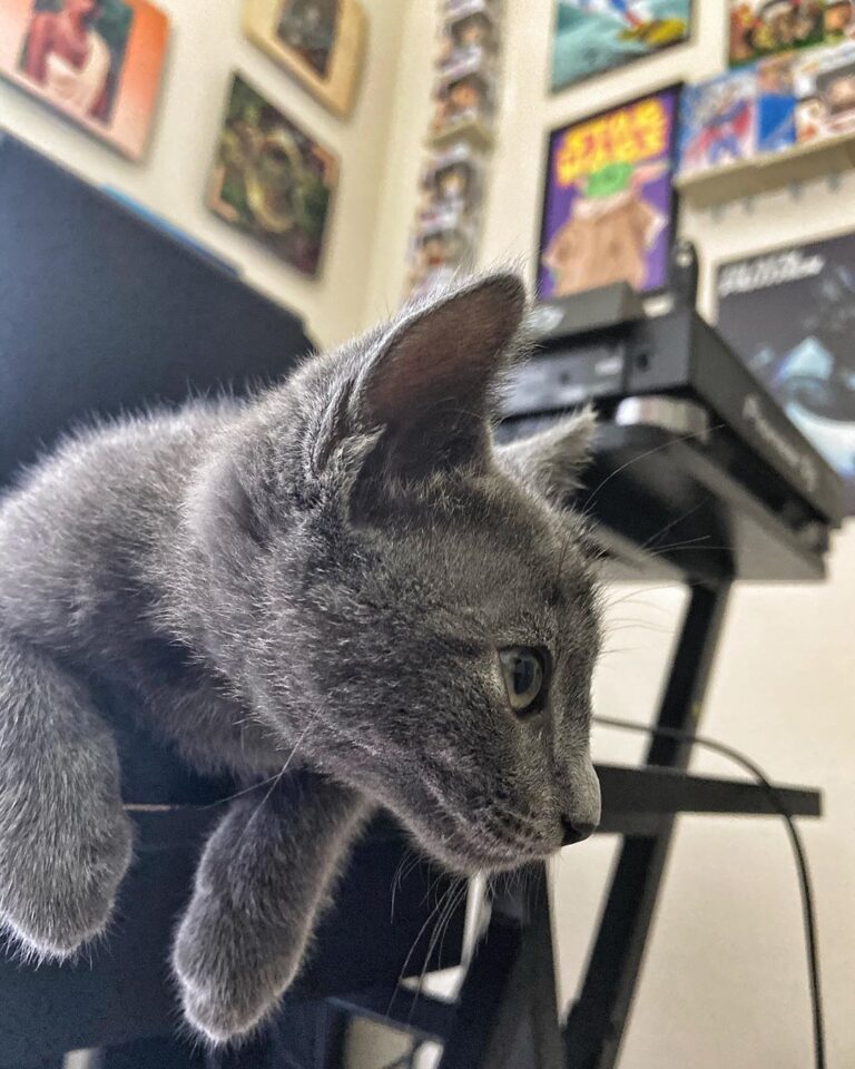 At 8 weeks Smokey already bout that life! ————————————————-