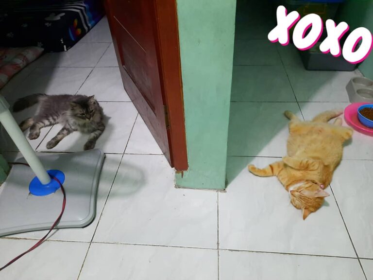 “Awww semoga jodoh yaaa nak” -momma Ogel • •
