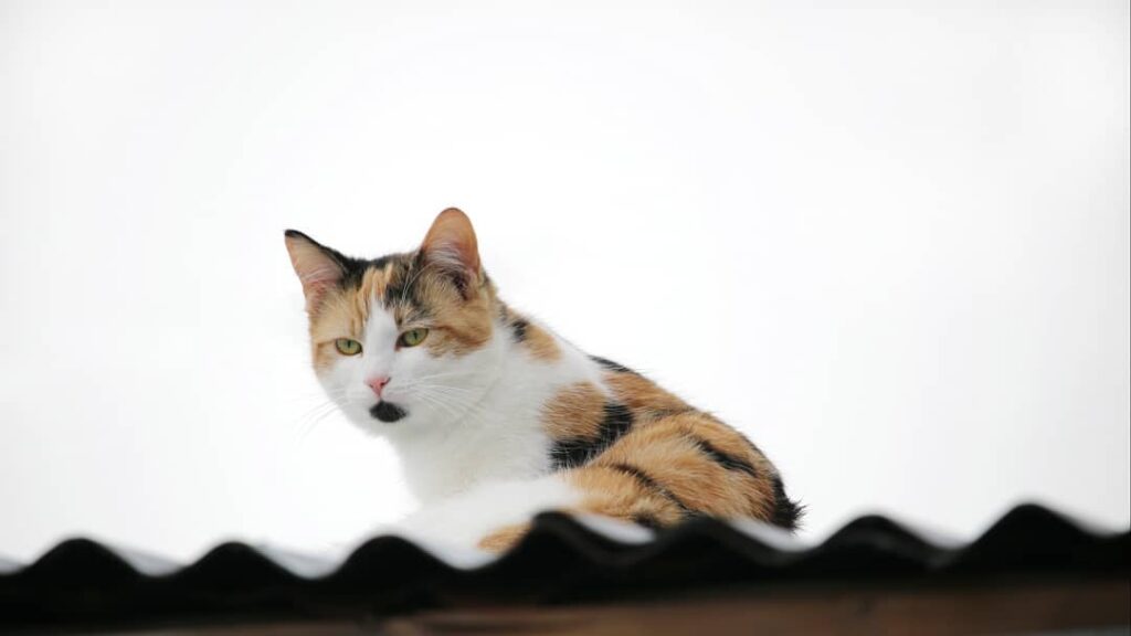 Beautiful Farm cat on a tin roof. Her markings are so pretty! Do you