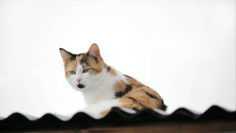 Beautiful Farm cat on a tin roof. Her markings are so pretty! Do you