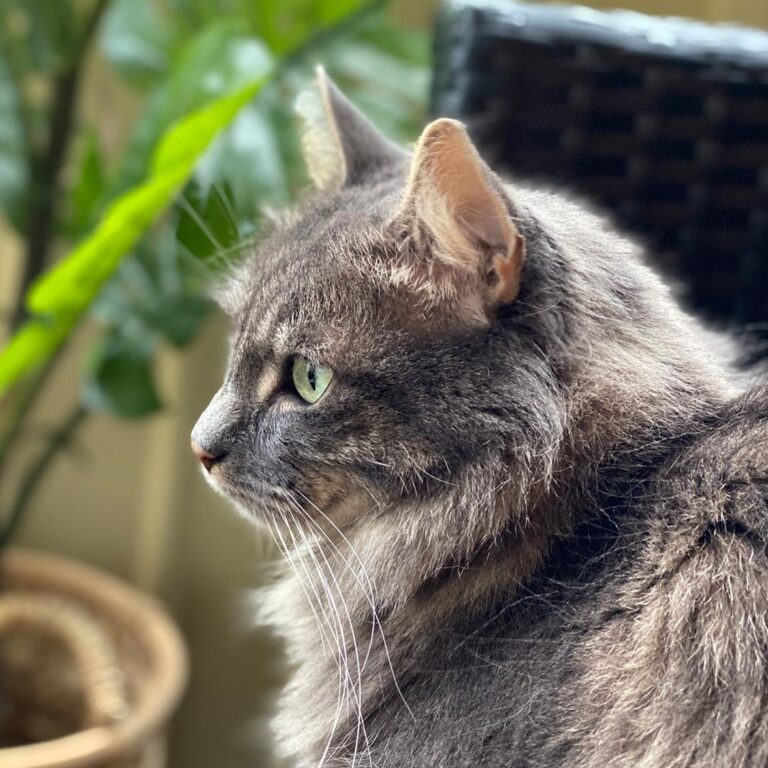 Birdwatcher Loki