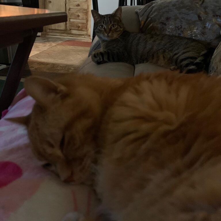 Bob (in the front) and me like to lounge around on the sofa. This