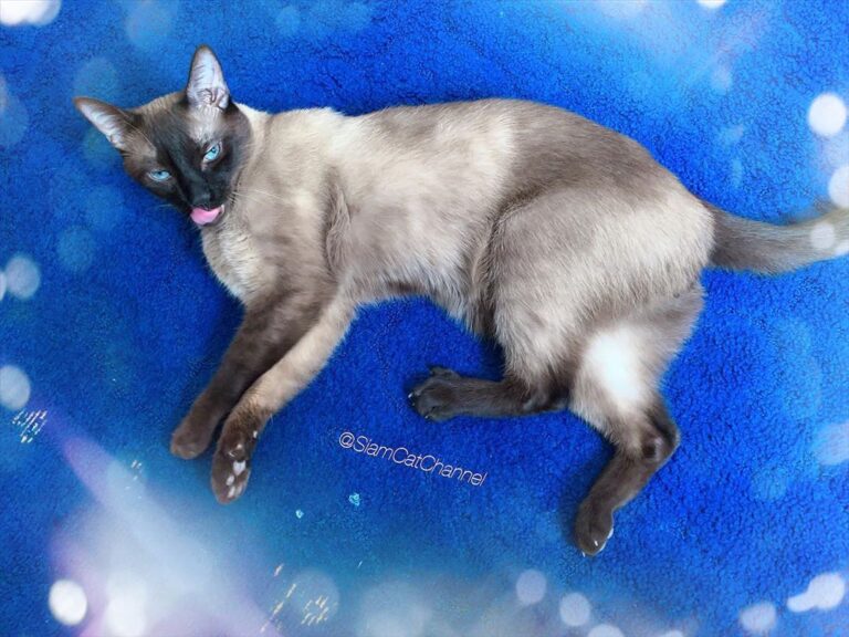 Buen día felin Yo aquí descansando de no hacer nada y ustedes?? . . .