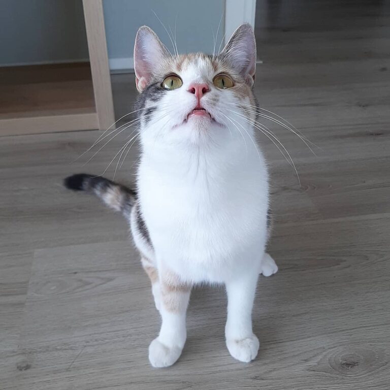 Can I pleeeaase get some more treats? Could you say no to this face?