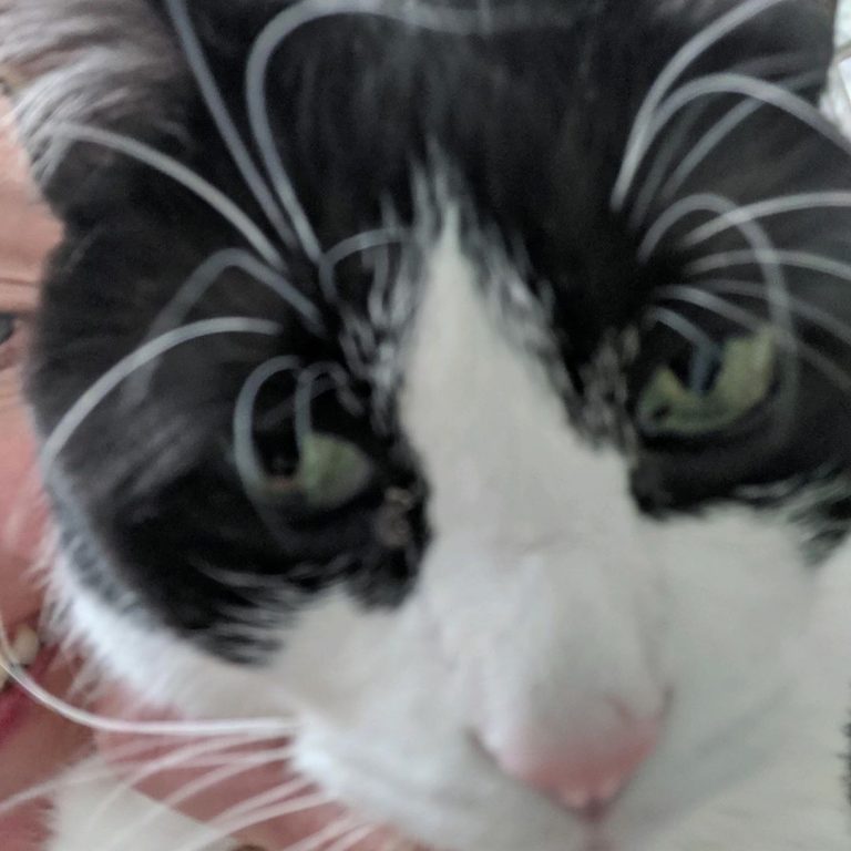 Cat you spot the hooman?