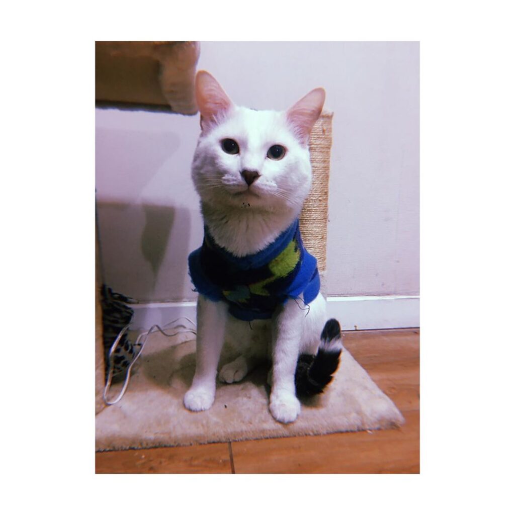 Caturday ¿Can u believe it? someone eats the of the house and has the