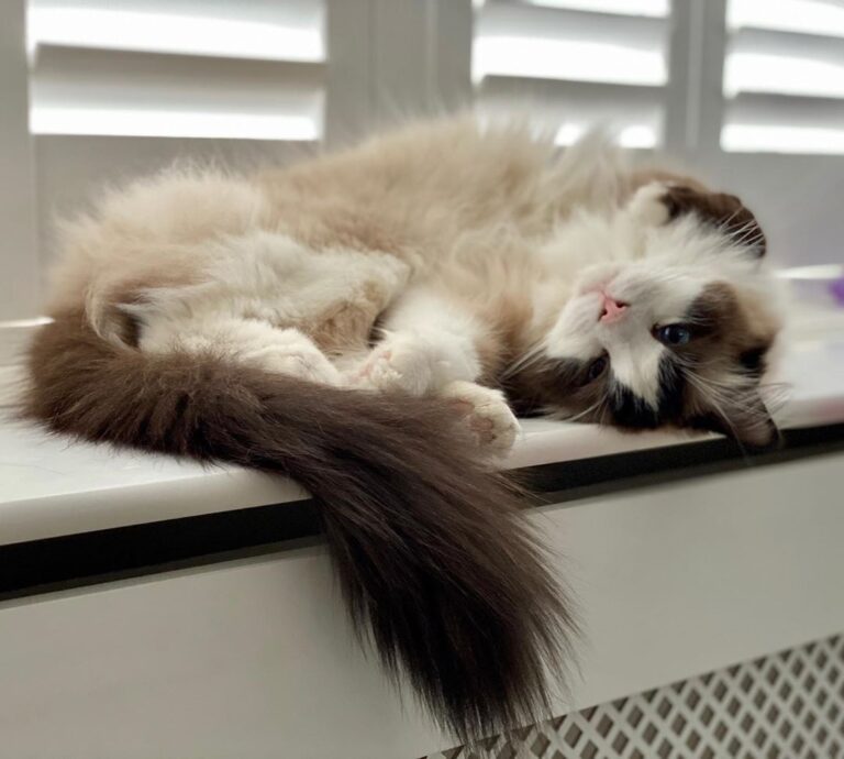 Cilla is happy the heating is on!