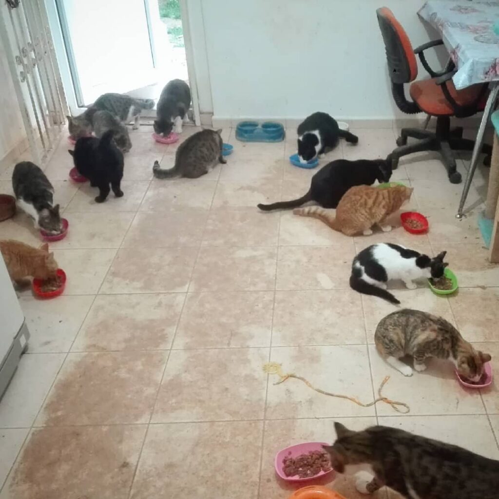Çocuklar sevgili ‘ın yolladığı yaş mamaları lüpürdetirken :))) burada
