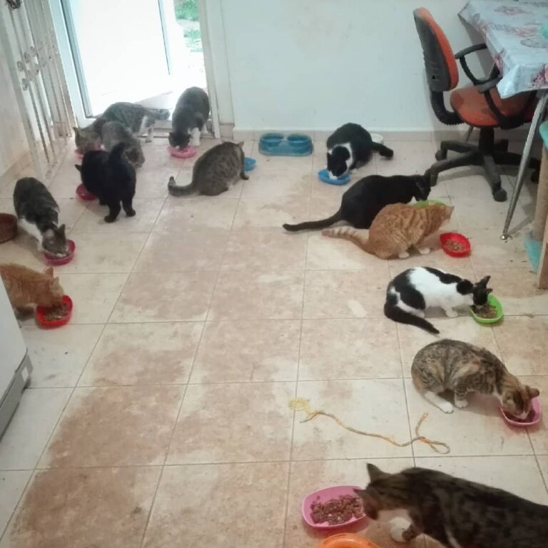 Çocuklar sevgili ‘ın yolladığı yaş mamaları lüpürdetirken :))) burada