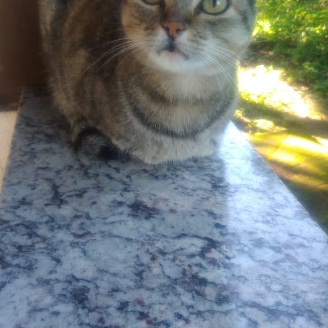 Combo de gatos pra passar a quarentena mais leve