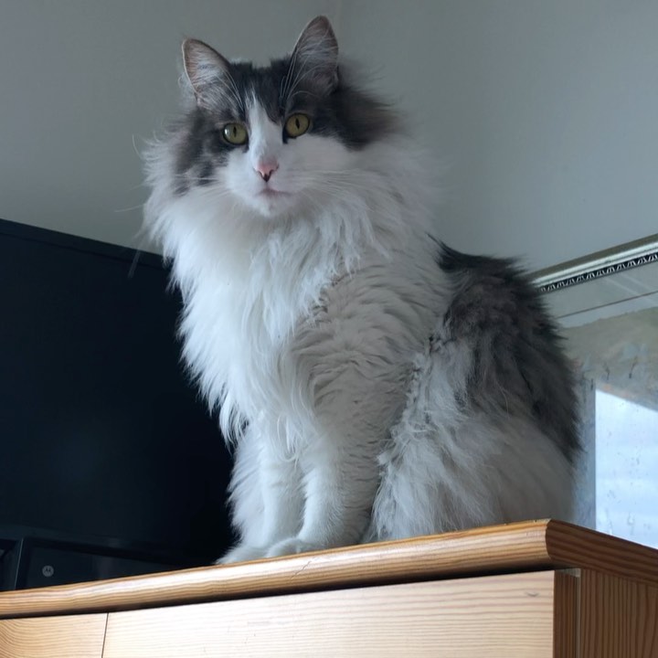 Don’t be jealous of my long flowing fluffiness. Actually….do. Do be