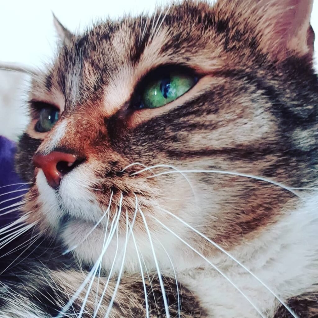 Dreaming away