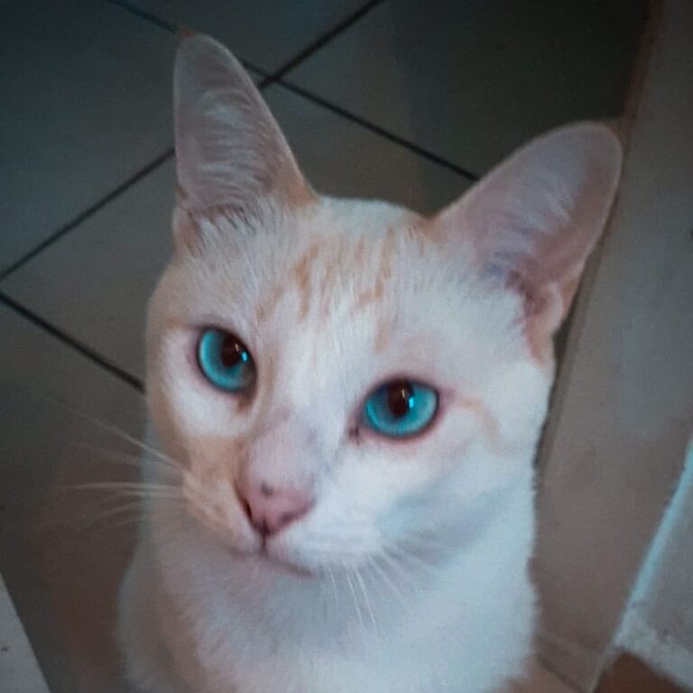 Eu sou o Chico, Flocos, gatinho…ainda não tenho um nome…estava