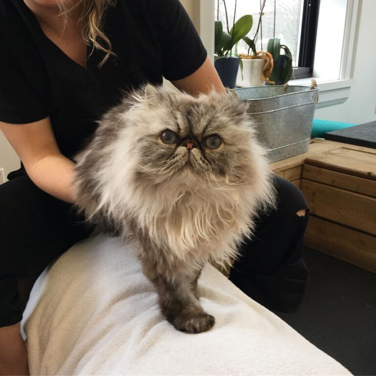 Everyone meet Lynx!! Lynx came to us after experiencing a spinal