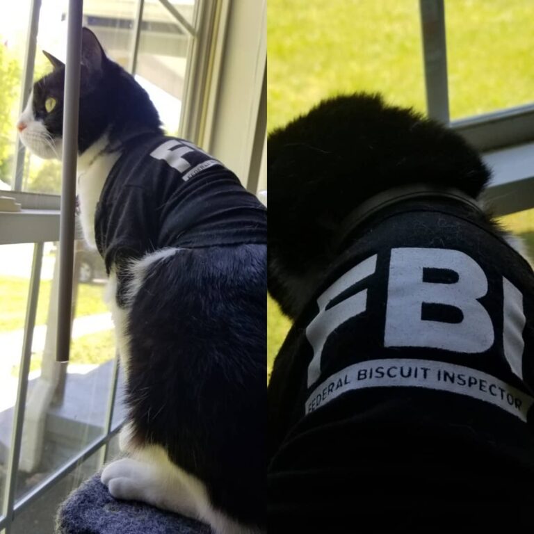 FBI Federal Biscuit Inspector hard at work #