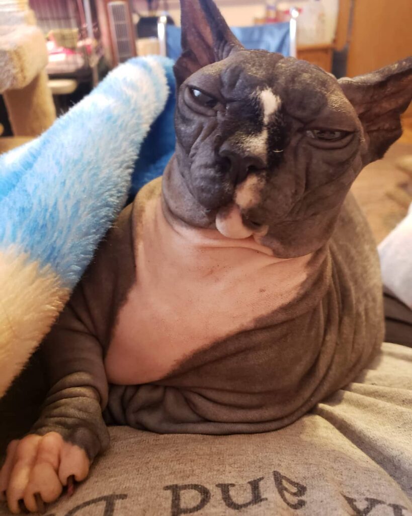Flower Pot face when meowther says no more snacks.