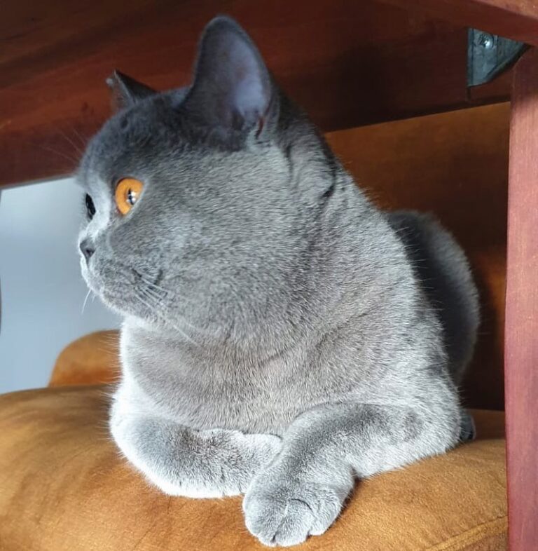 Fur like silver and eyes like gold What is your fur and eye color