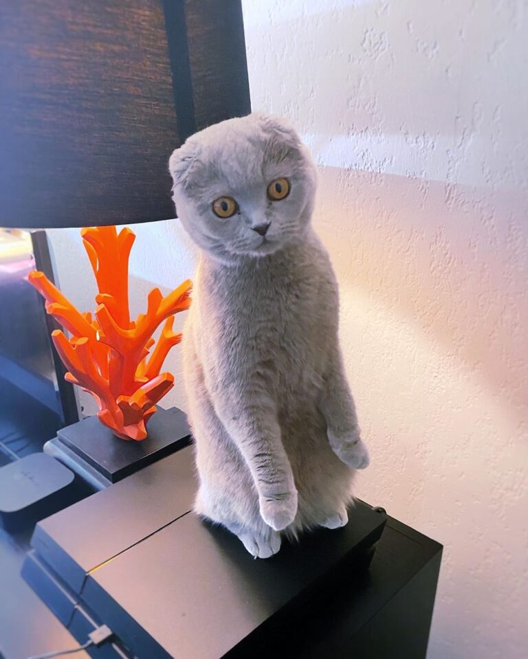 Happy Caturday everyone! . . . . . . . . . .