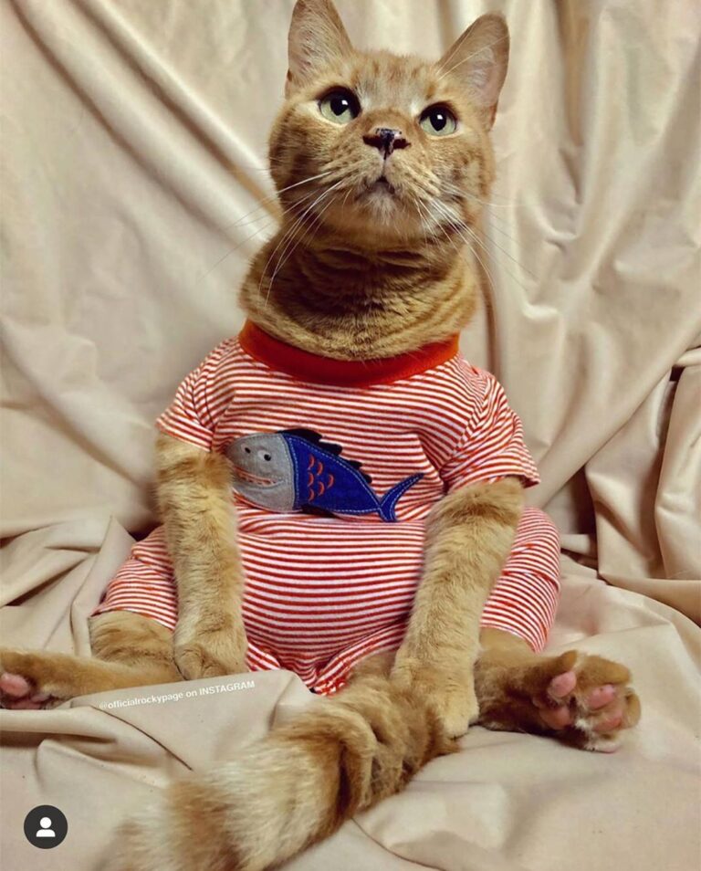 I am not fishing for compawments, but am I cute? Happy Caturday!