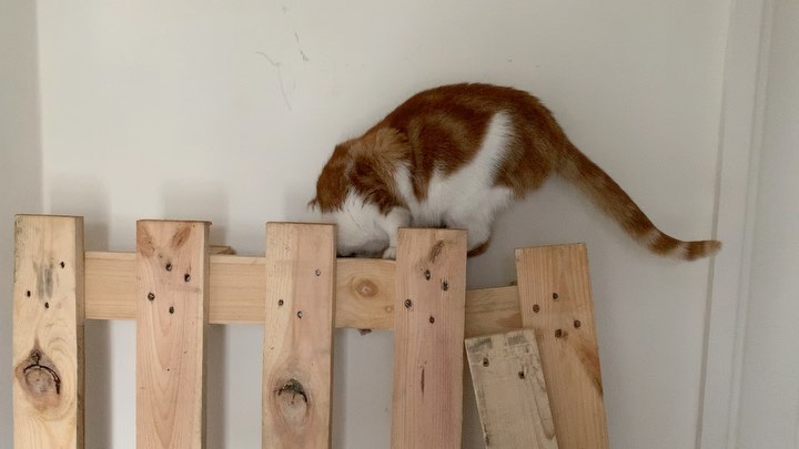 I don’t know what this indoor fence is but I like climbing it!