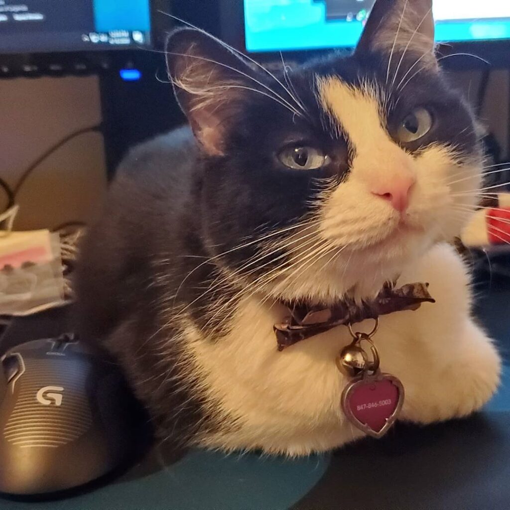 I have a new roomate, named Katy. She doesn’t want me to work on a