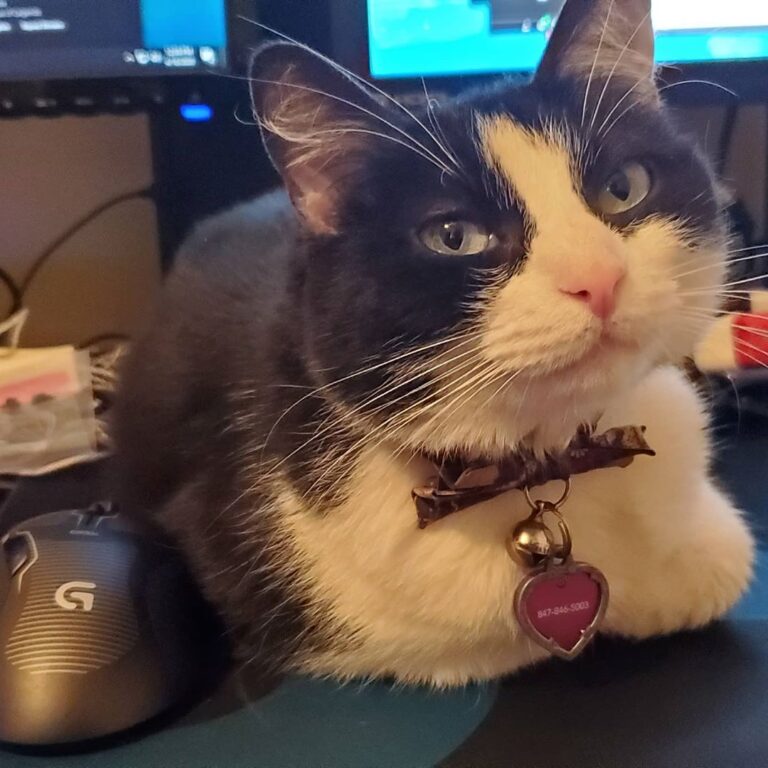 I have a new roomate, named Katy. She doesn’t want me to work on a